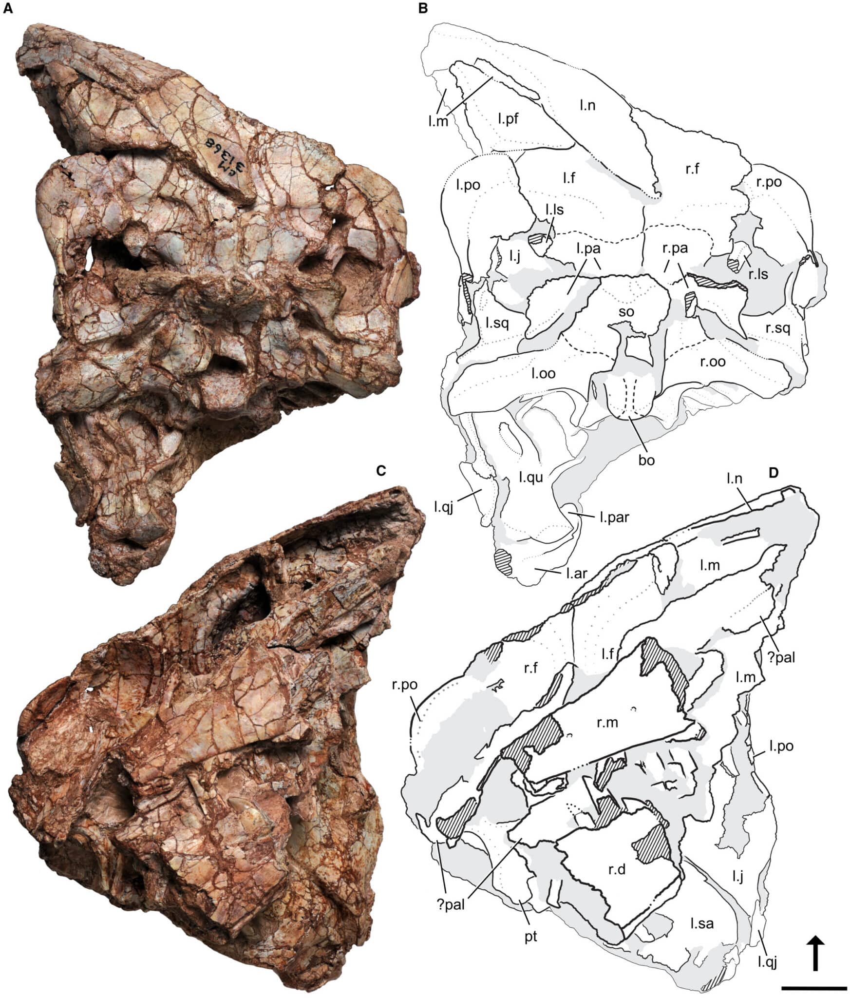 El cráneo holotipo de Ptychotherates bucculentus -