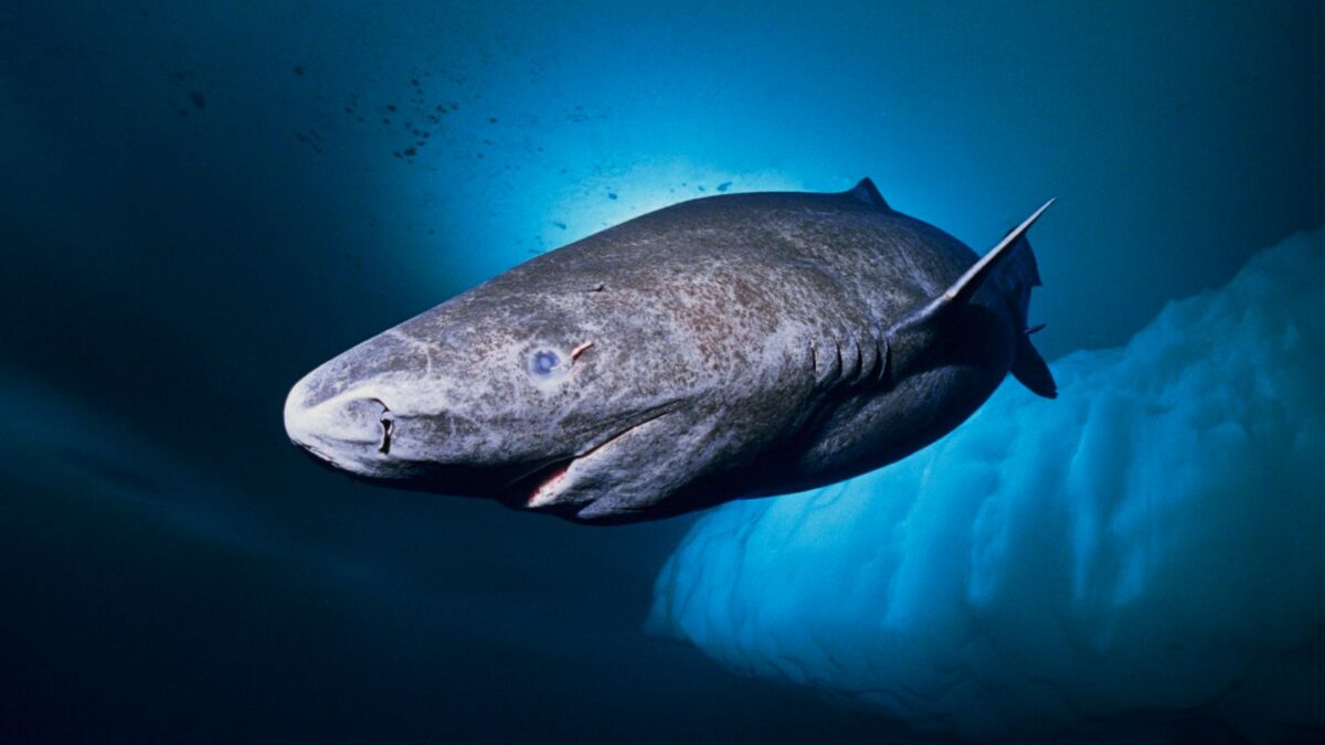 El secreto para vivir más: cómo el tiburón de Groenlandia llega a vivir 400 años 