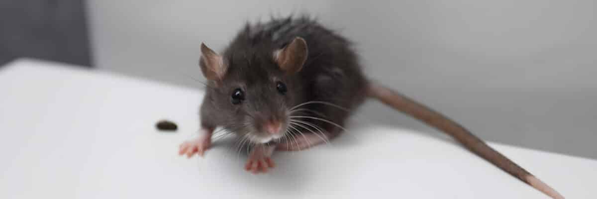 El virus de los Andes: el único hantavirus que se contagia de persona a persona y por qué es tan letal
