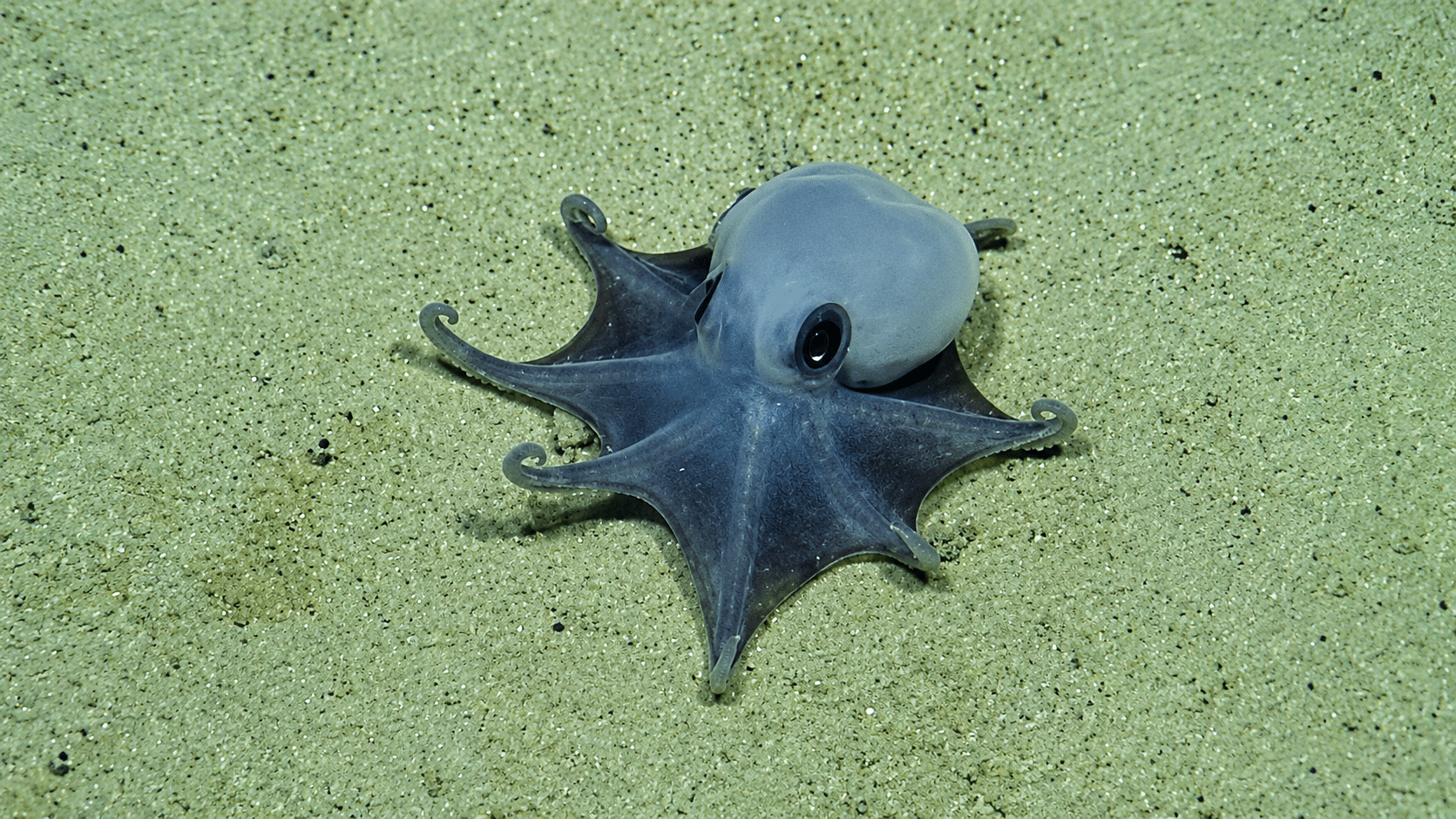 Nueva especie: el pulpo azul de las Galápagos
