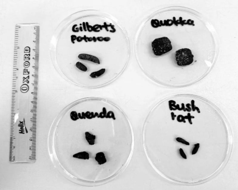 Excrementos de Potoroo de Gilbert, Quokka, Quenda y rata de monte