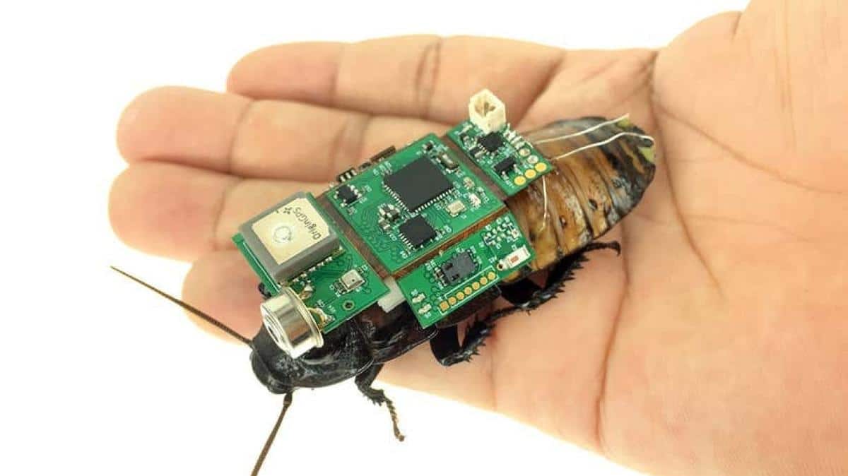 Cucarachas cyborg: ¿te importa lo que sienten?