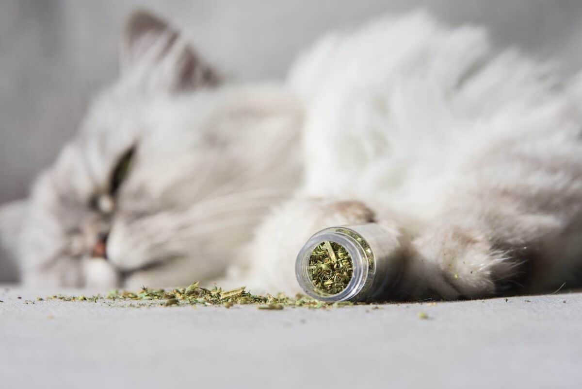 Hierba de gato o matatabi japonés: ¿cuál es la droga preferida de los gatos?