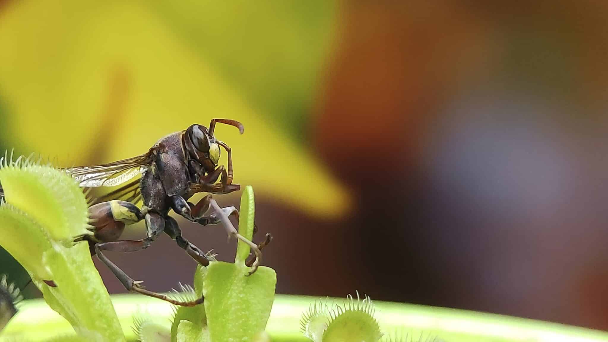 Plantas carnívoras y avispas, ¿amigas o comida? 