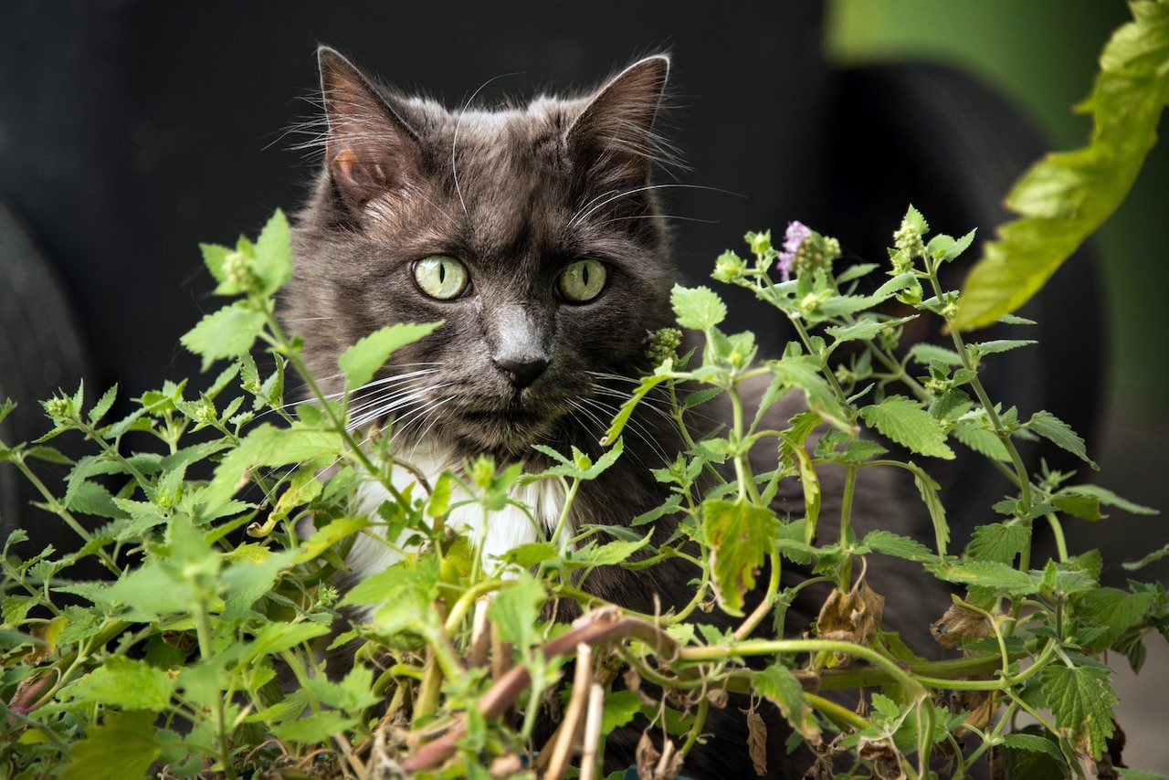 hierba de gato