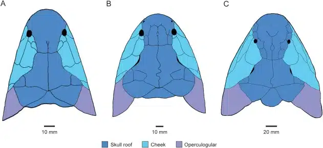 Bocetos del cráneo de los Canowindridae en vista dorsal de (A) Canowindra grossi (imágenes adaptadas de Long, 1985b), (B) Beelarongia patrichae (imágenes adaptadas de Long, 1987) y (C) Koharalepis jarviki (imágenes adaptadas de Long et al., 2019).