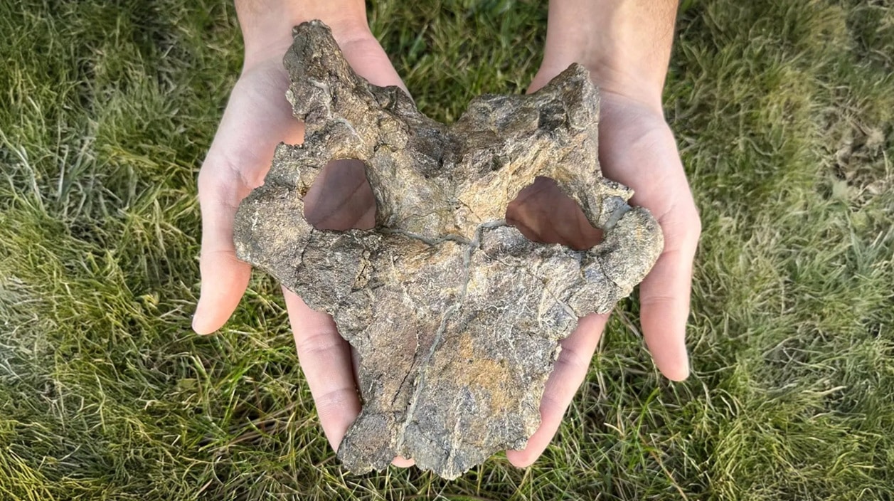 El eslabón perdido de los dinosaurios acorazados encontrado en Teruel