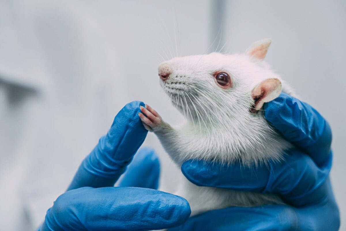 Cómo pueden evitarse los experimentos científicos con animales