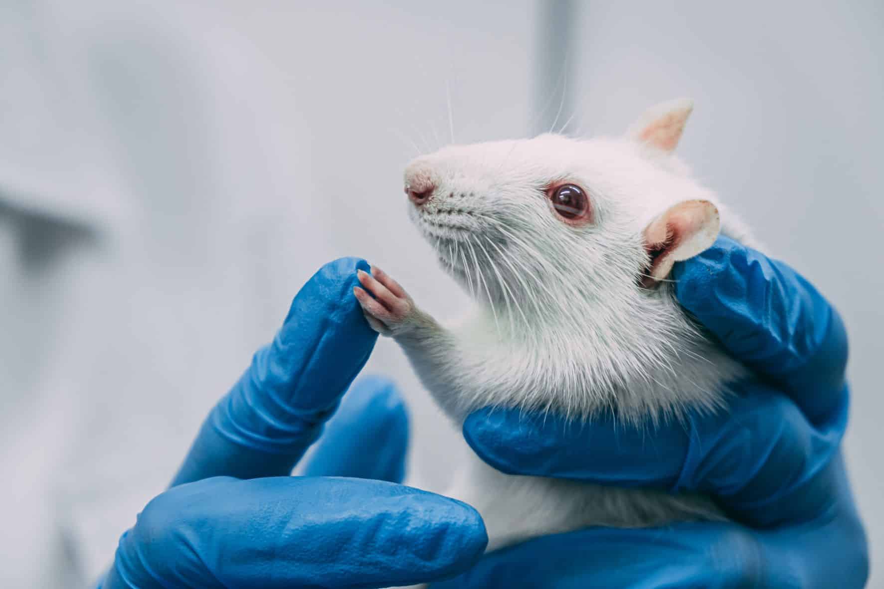 Cómo pueden evitarse los experimentos científicos con animales