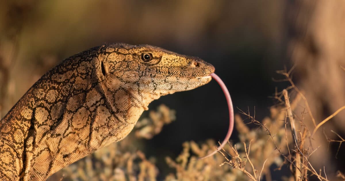 Lagartos con cota de malla: el misterio de 320 millones de años sobre la armadura ósea de los reptiles 