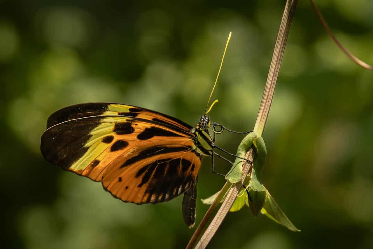El gen que predice el color de las alas de mariposa ¿Es la evolución una casualidad o un plan?