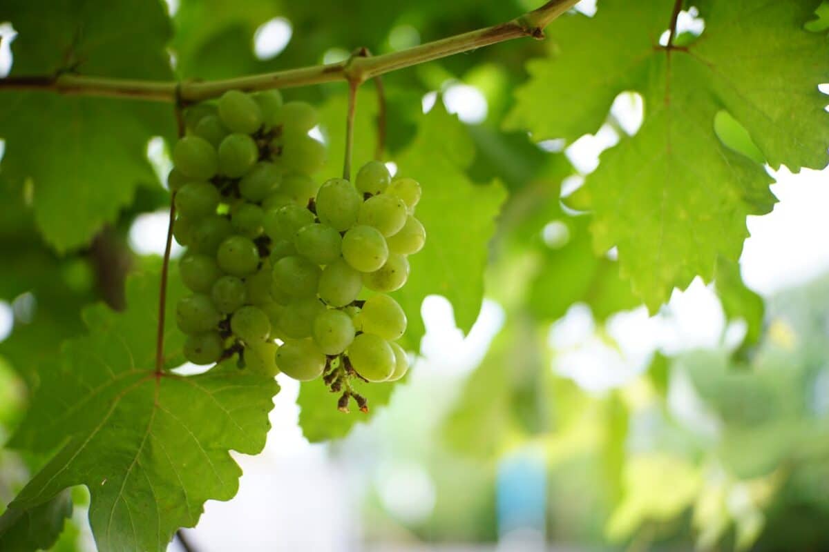 Una forma inesperada de proteger la piel del sol: comer uvas
