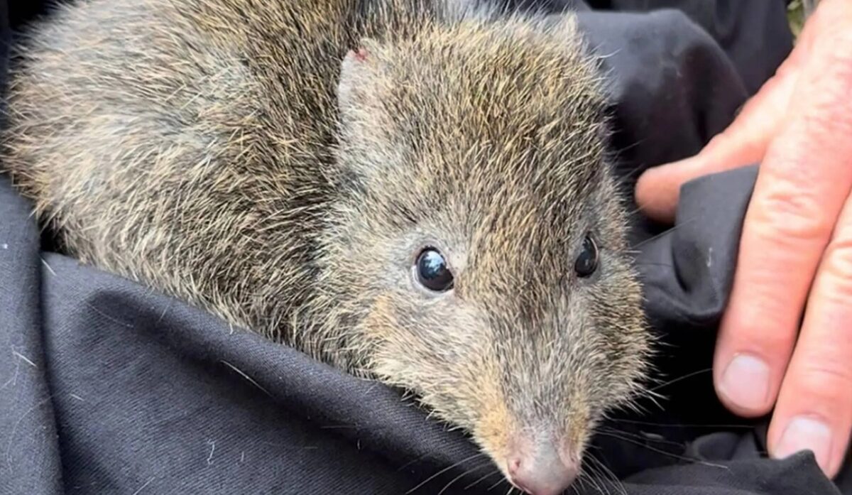 El ADN en la caca ayuda a salvar al marsupial más raro del mundo de la extinción