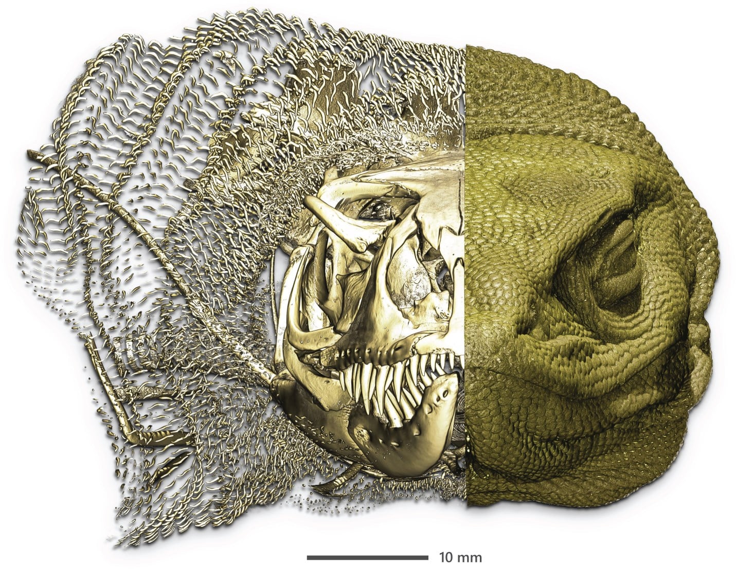Renderizado de la cabeza y el cuello del varano con osteodermos y endoesqueleto expuestos