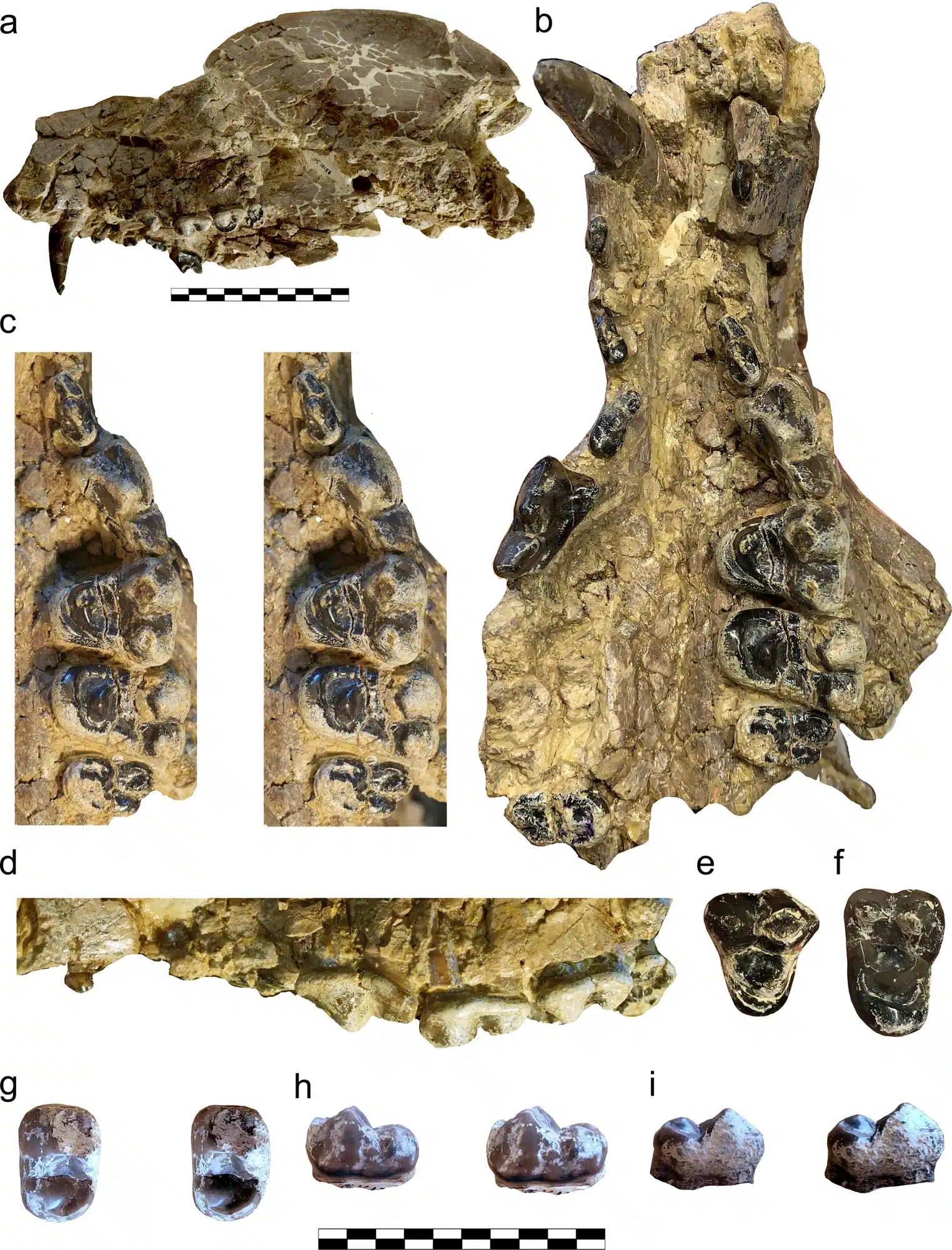 Así era el oso-perro de Barcelona, extinto hace millones de años 1 Paludocyon moyasolai sp. nov. de Els Casots. a–f. Cráneo, IPS10156, holotipo: a. vista lateral izquierda; b. parte ventral; c. P4–M3 izquierdos (par estereoscópico) en vista oclusal; d. P2 derecho en vista lingual y P3–M2 izquierdos en vista bucal; e. M1 derecho aislado en vista oclusal; f. M2 derecho aislado en vista oclusal. g–i. M2 izquierdo, IPS11438, paratipo, pares estereoscópicos en vistas oclusal (g), bucal (h) y lingual (i). Todos los especímenes se representan a la misma escala, excepto las barras de escala en a, que equivalen a 10 cm, y las barras de escala en b-i, que equivalen a 5 cm.