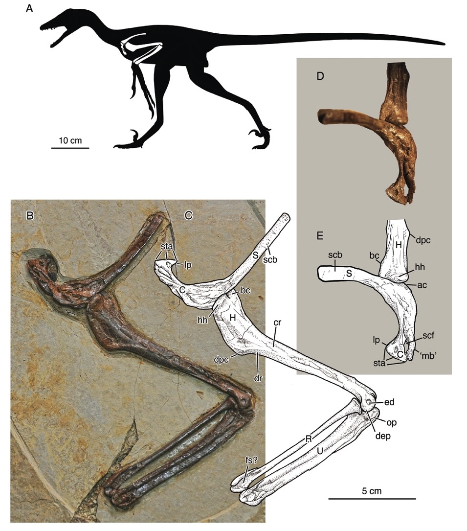 Holotipo de Jian changmaensis, gen. et sp. nov. (GSGM-D050), compuesto por una parte articulada de la cintura pectoral izquierda (escapulocoracoides) y la extremidad anterior (húmero, radio y cúbito). A, silueta de un terópodo dromaeosaurido microraptorino genérico (cortesía de Scott Hartman) que muestra los elementos esqueléticos conservados; B, fotografía del espécimen tal y como se conserva, expuesta principalmente en vistas dorsomedial (escapulocoracoide), caudodorsal (húmero) y dorsal (radio y cúbito); C, dibujo interpretativo de B; D, fotografía detallada del escapulocoracoide y el extremo proximal del húmero en vista caudodorsal, mostrando la fenestra supracoracoidea y otras estructuras; E, dibujo interpretativo de D. Abreviaturas: ac, acromion; bc, cresta bicipital; C, coracoides; cr, cresta caudal; dep, epicóndilo dorsal; dpc, cresta deltopectoral; dr, cresta dorsal; ed, depresión epicondilar; fs?, fosa para el músculo supinador?; H, húmero; hh, cabeza humeral; lp, proceso lateral; «mb», «barra medial»; op, proceso olecraniano; R, radio; S, escápula; scb, lámina escapular; scf, fenestra supracoracoidea; sta, articulación esternal; U, cúbito.