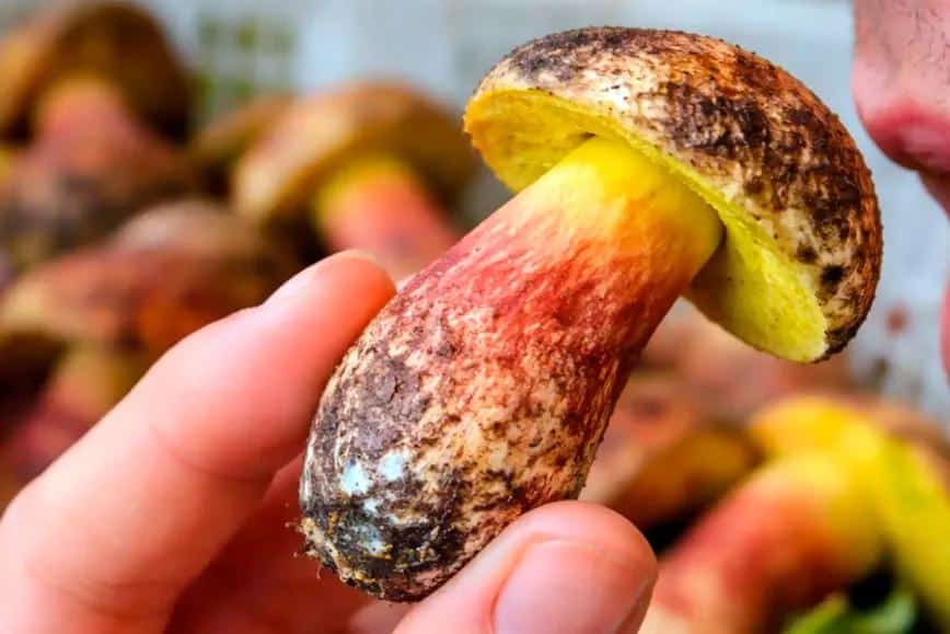 Lanmaoa asiatica