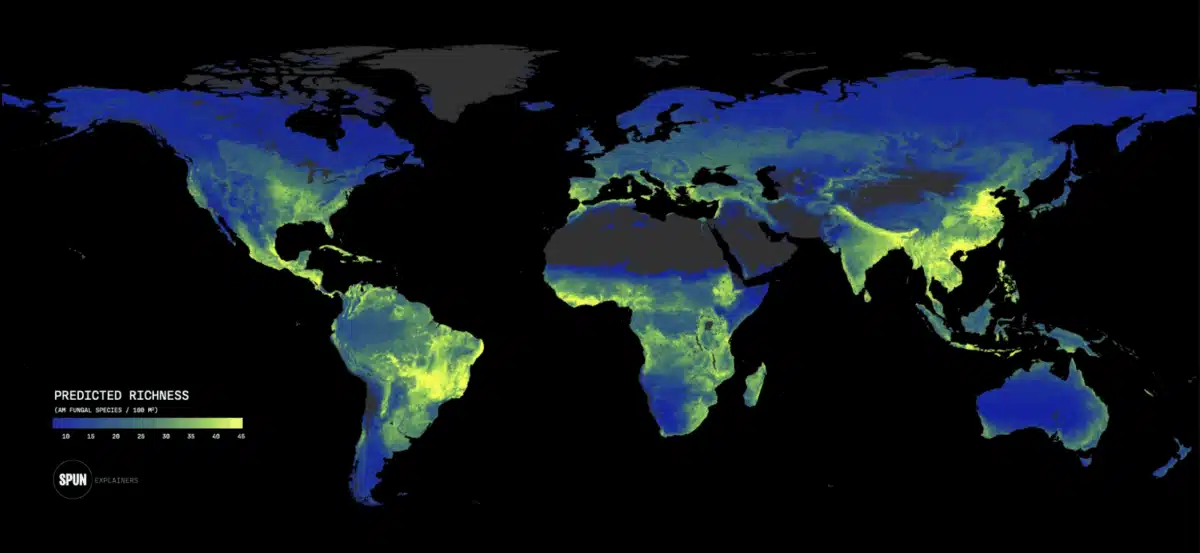 Mapa del Atlas Subterráneo de SPUN que muestra los patrones previstos de biodiversidad de micorrizas arbusculares en los ecosistemas subterráneos. Los colores vivos indican una mayor riqueza y endemismo. Imagen cortesía de SPUN.