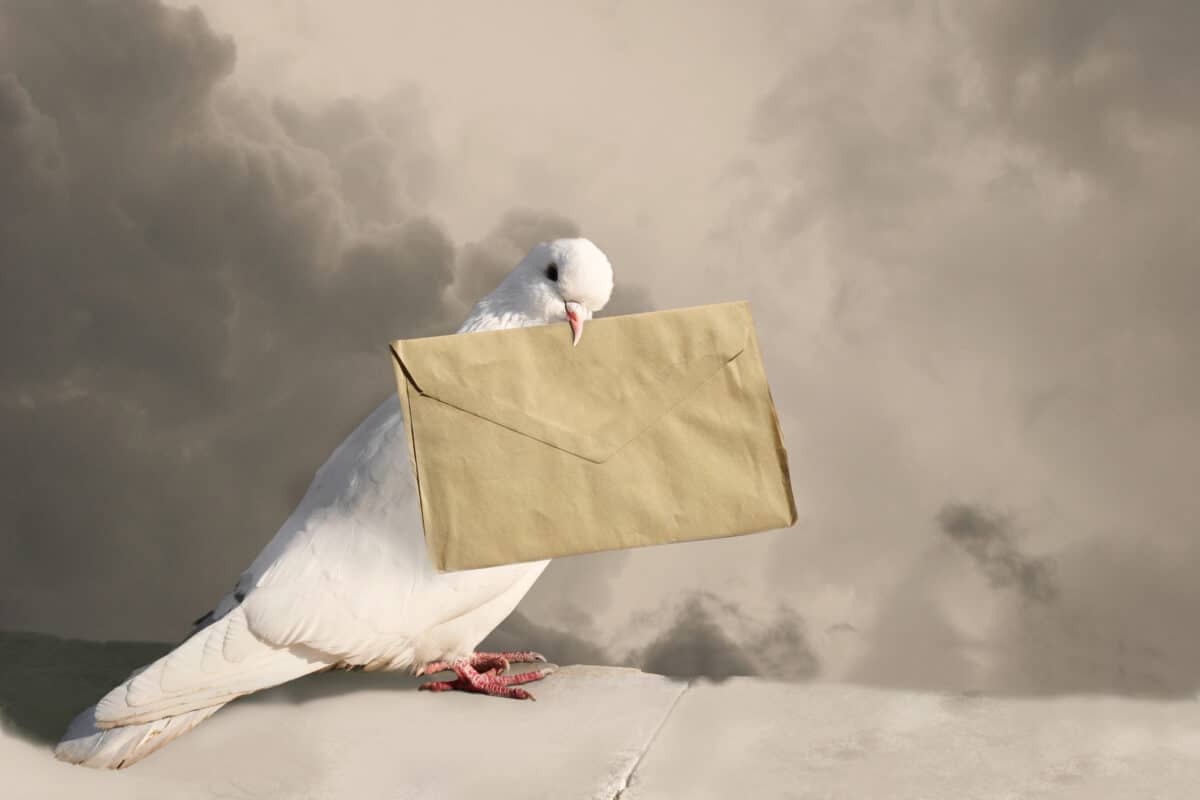¿Dónde tienen la brújula las palomas mensajeras para orientarse sin sol?