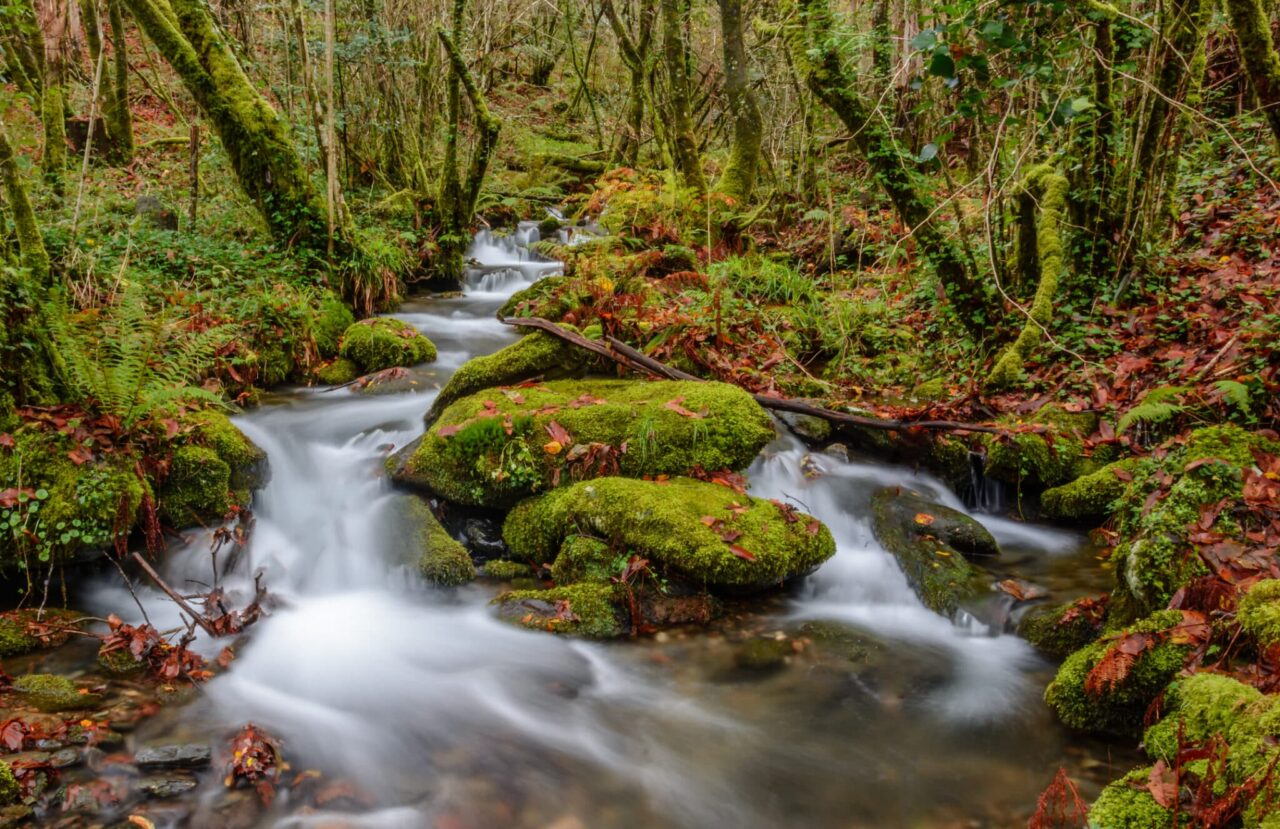 España: del desierto a la selva tropical en un solo día ¿cómo es posible? 2 Río pequeño en Fragas do Eume. Río pequeño, Fragas do Eume, Pontedeume, A Coruña.