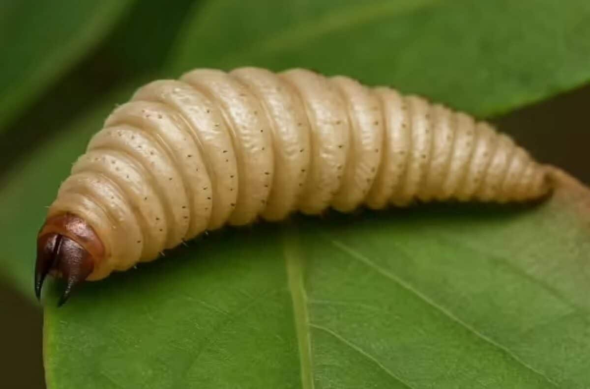 El gusano barrenador que devora la carne del ganado vivo ataca de nuevo