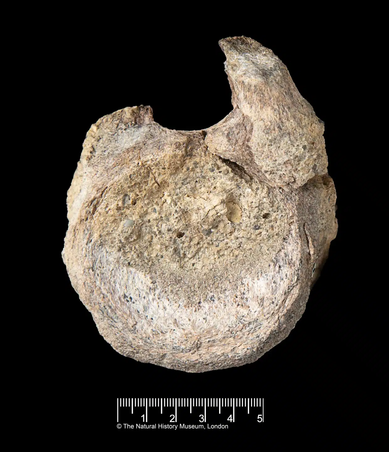 Vértebra de titanosaurio. Museo de Historia Natural de Londres