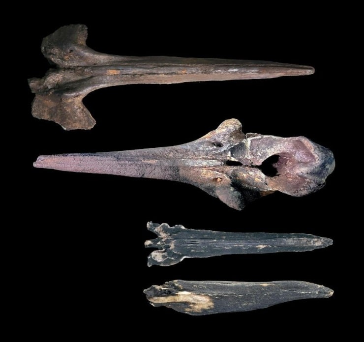 Fragmentos de huesos de ballena en el lecho del Océano Índico