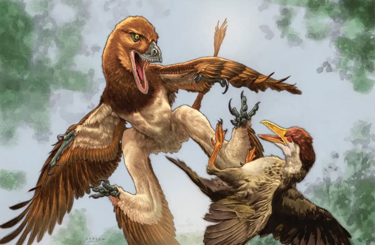 El verdadero dragón chino: un dinosaurio volador de cuatro alas y con plumas