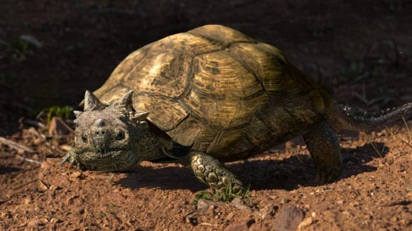 Esta tortuga con cuernos sobrevivió al asteroide que acabó con los dinosaurios