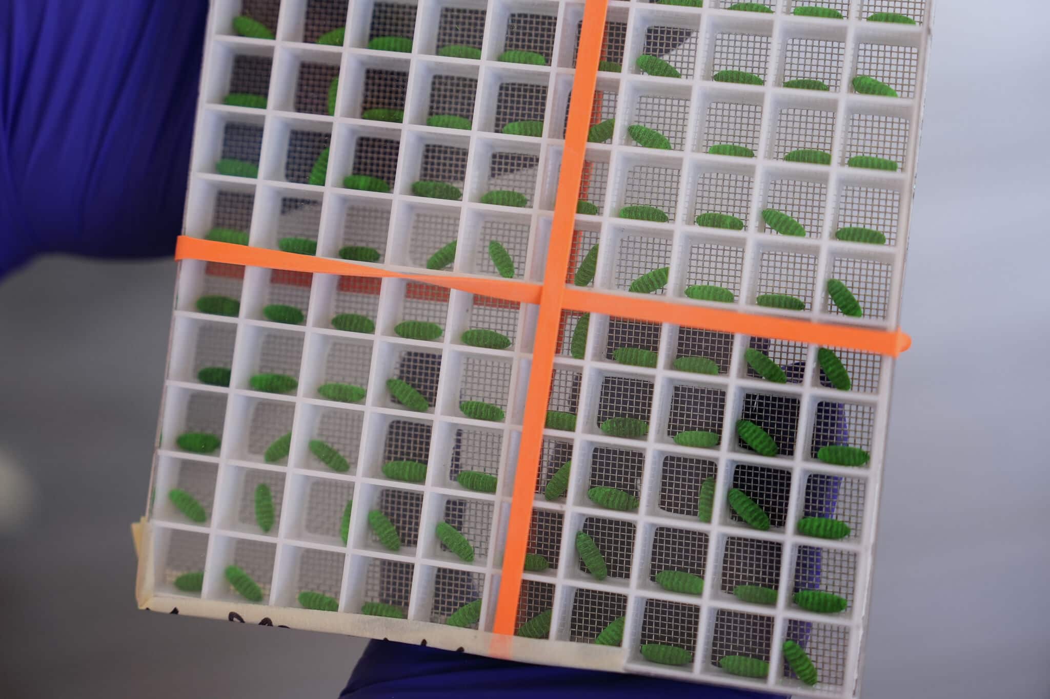 Un recipiente de prueba con pupas de gusano barrenador del Nuevo Mundo estériles