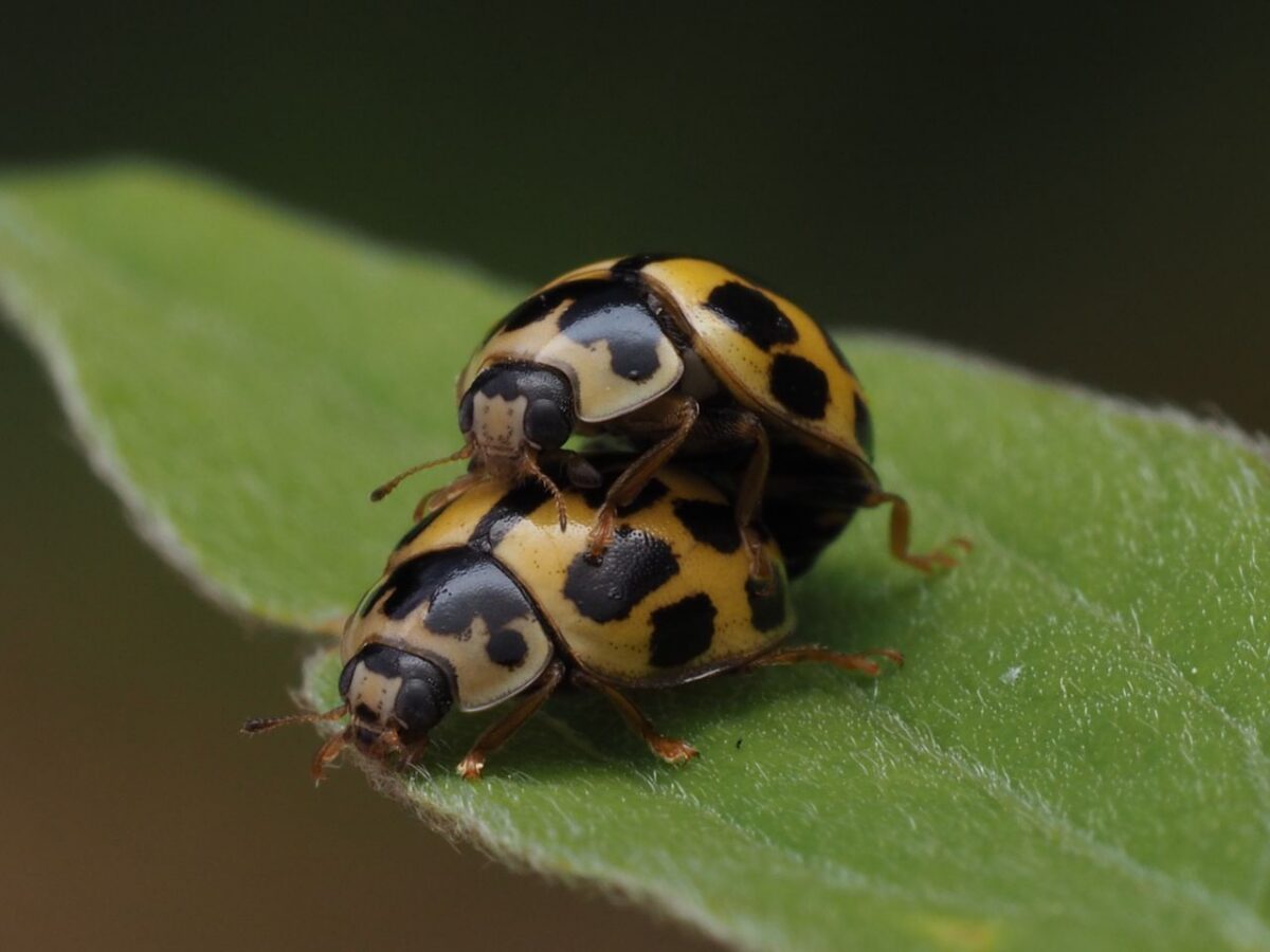 Hace 500 millones de años, el sexo aceleró la evolución en la Tierra