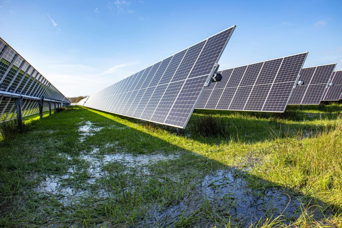 Poner placas solares en un pantano: salvar dos pájaros de un tiro