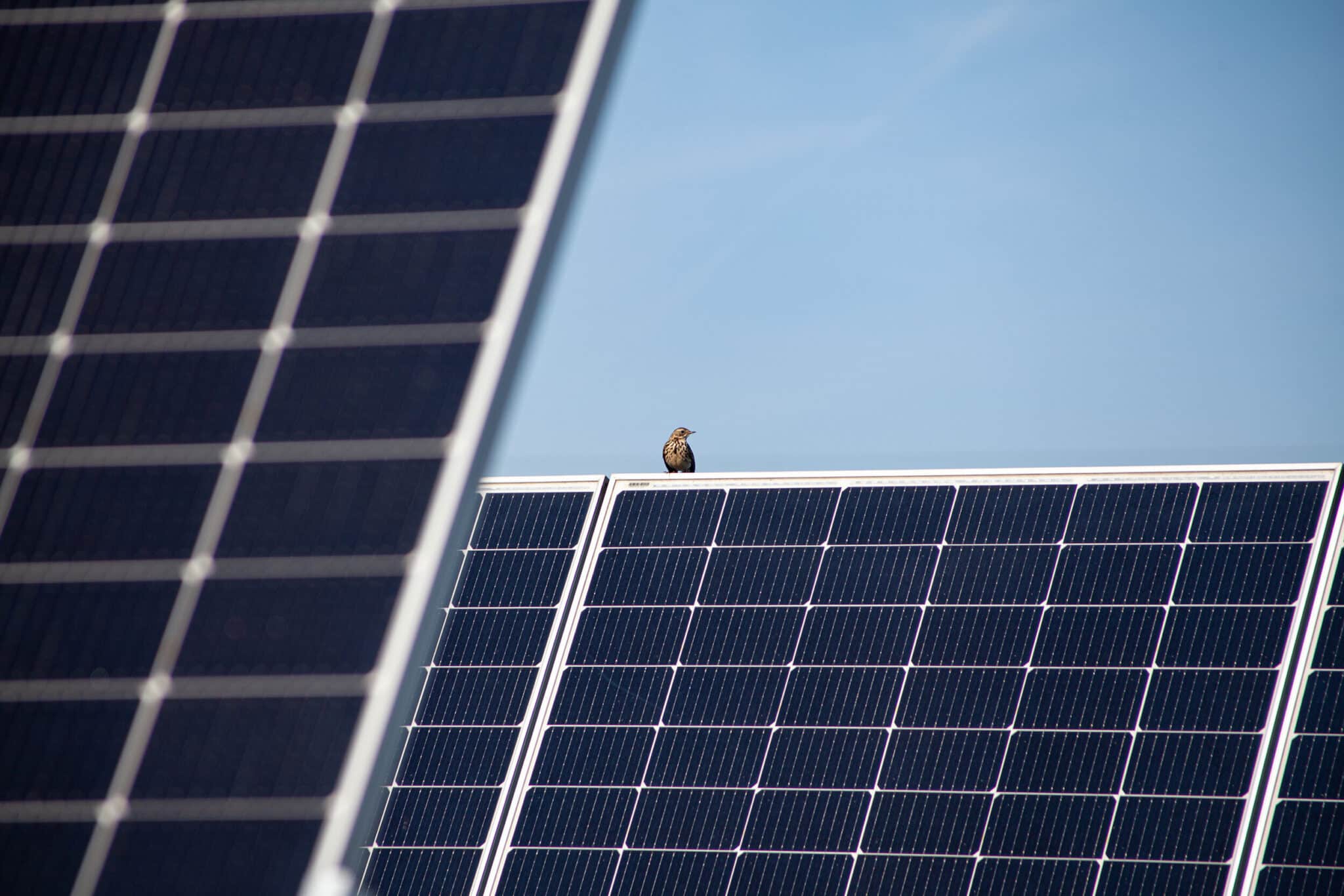 Bisbita pratense posada sobre placas solares