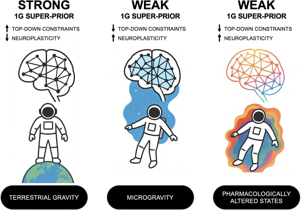 Comparación de la organización de la red cerebral y la fuerza del superprior de 1G en gravedad terrestre, microgravedad y estados alterados farmacológicamente.