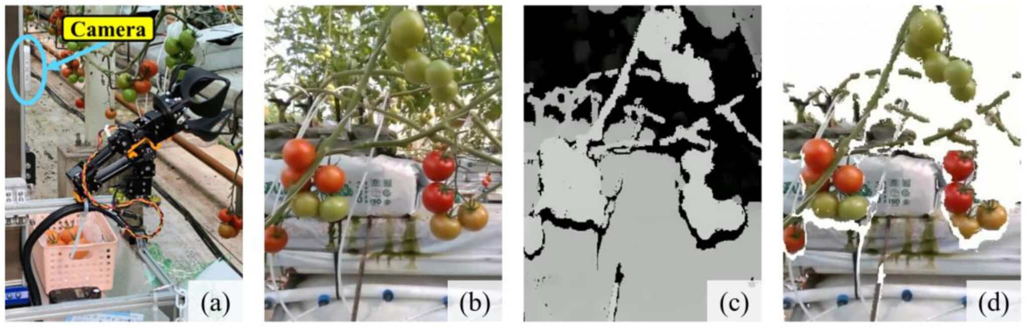 Imágenes de entornos reales: (a) robot recolector de tomates y cámara, (b) imagen capturada por la cámara, (c) imagen de profundidad capturada por la cámara, (d) resultado de la representación de la máscara.