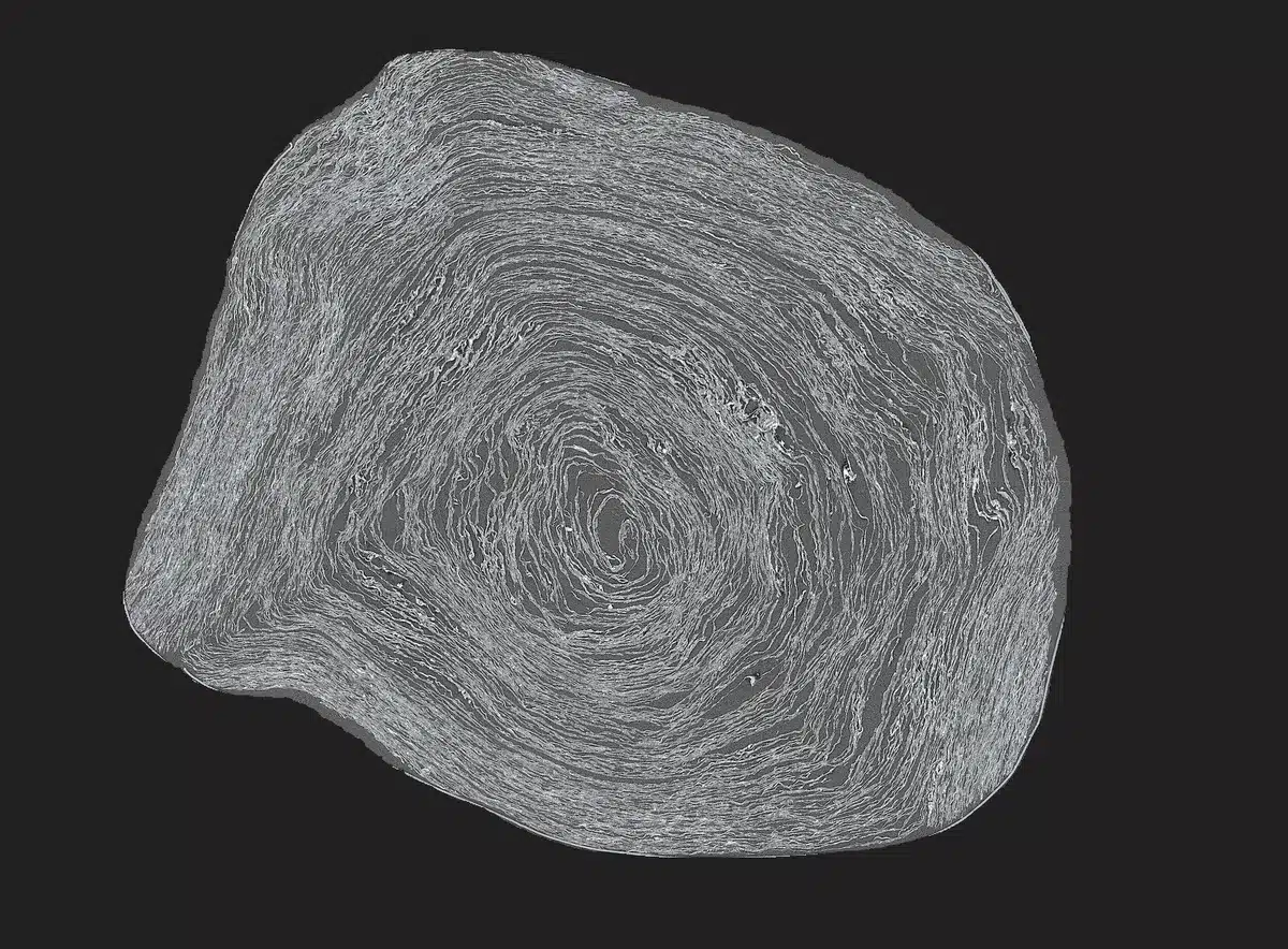 Un papiro carbonizado por el Vesubio "desenrollado" digitalmente se puede leer 2 Corte transversal de la imagen de Pherc. 172 obtenida mediante micro-TC. Desafío del Vesubio
