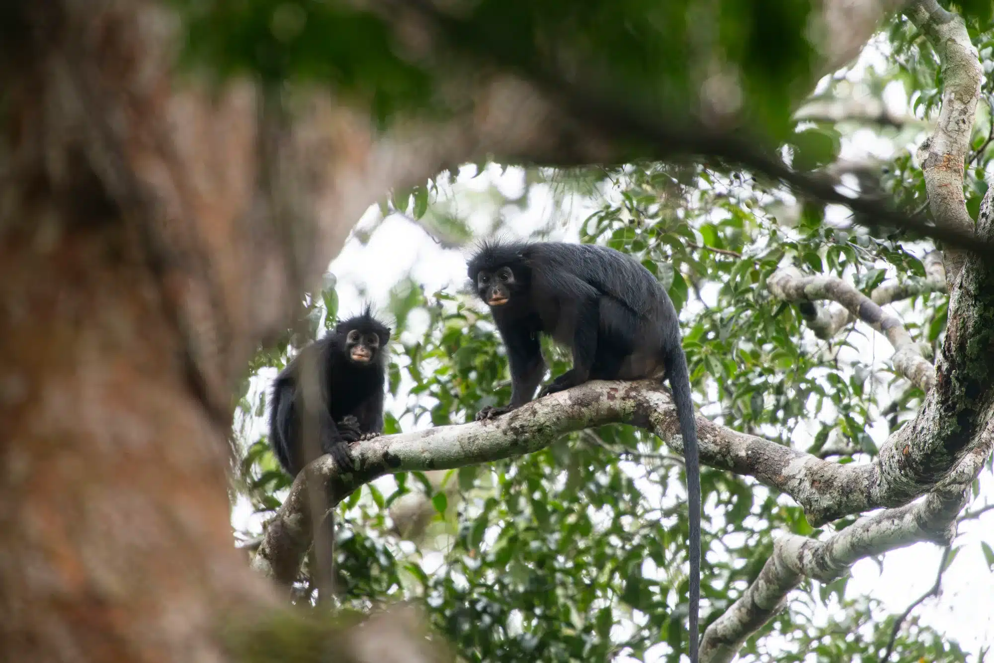 Nueva especie de mono descubierta en Congo con labios naranja y canto de rana 3 Colobus congoensis