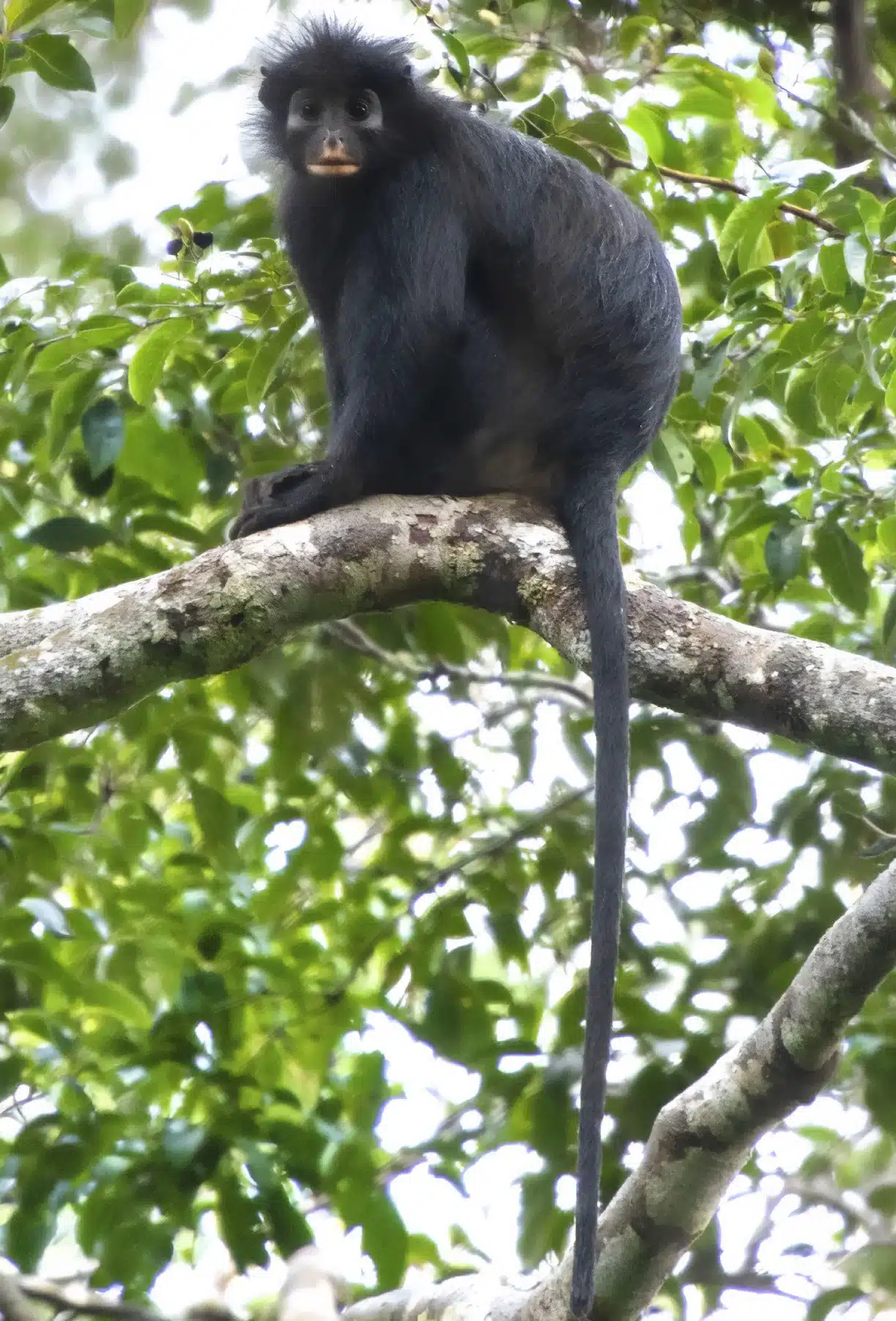 Nueva especie de mono descubierta en Congo con labios naranja y canto de rana 2 Colobus congoensis