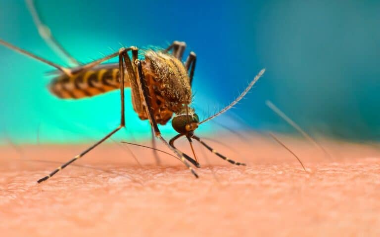 mosquito