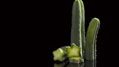 el cactus de San Pedro contiene mescalina