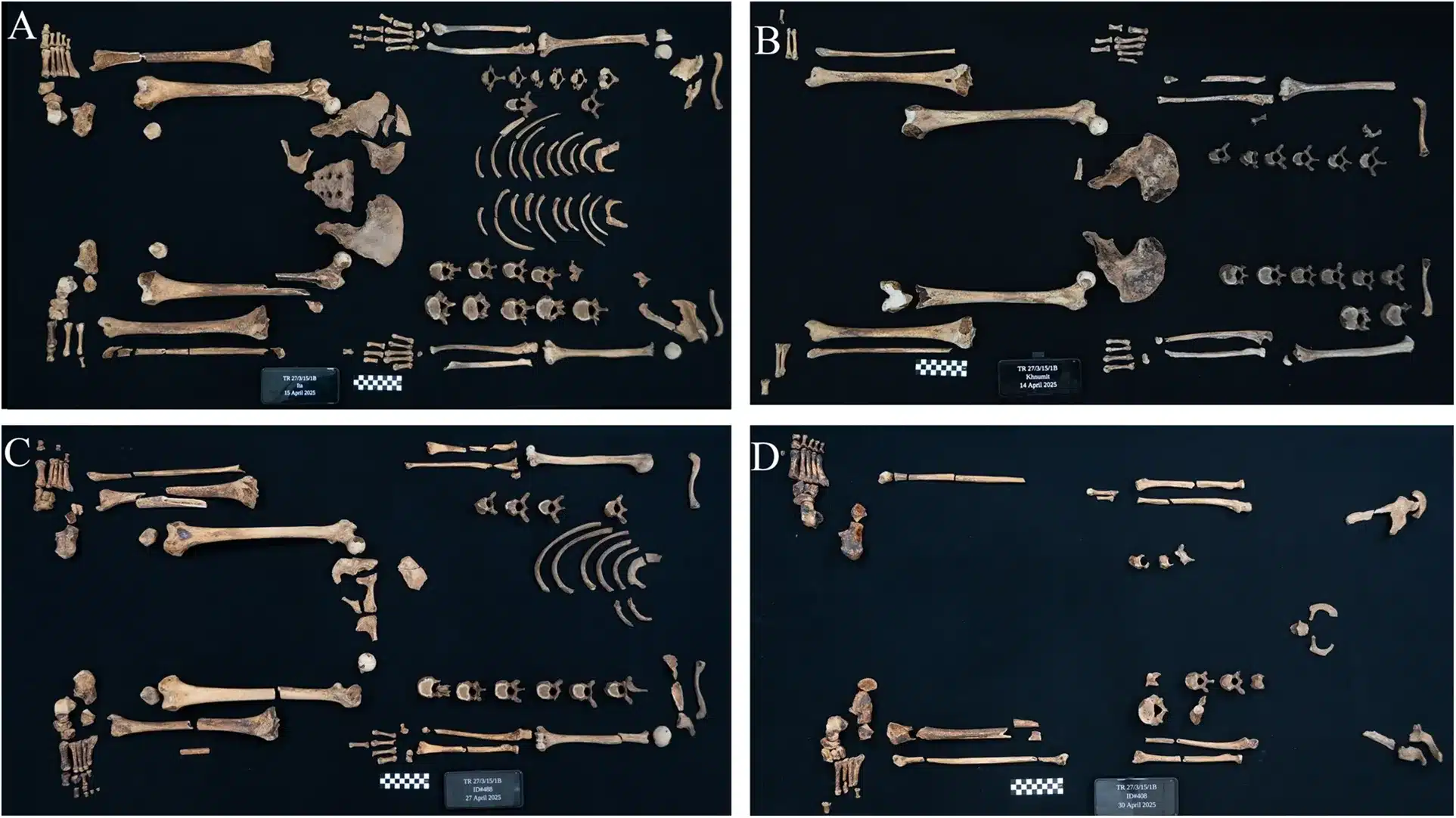 Las princesas egipcias eran guerreras: esta es la historia que cuentan sus huesos 2 Distribución de los esqueletos de las princesas: (A) Ita, (B) Khenmet, (C) Itaweret, (D) Individuo 408, probablemente Sathathormeryt.