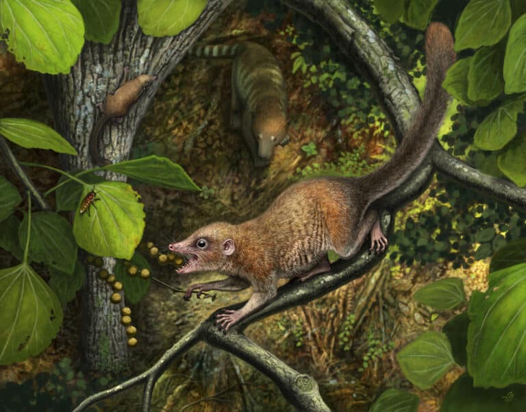 Purgatorius mckeeveri