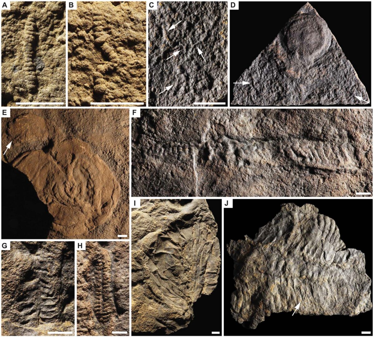 Estos fósiles de Canadá reescriben la evolución de los animales marinos complejos 2 Fósiles del Ediacárico de la Formación Blueflower.