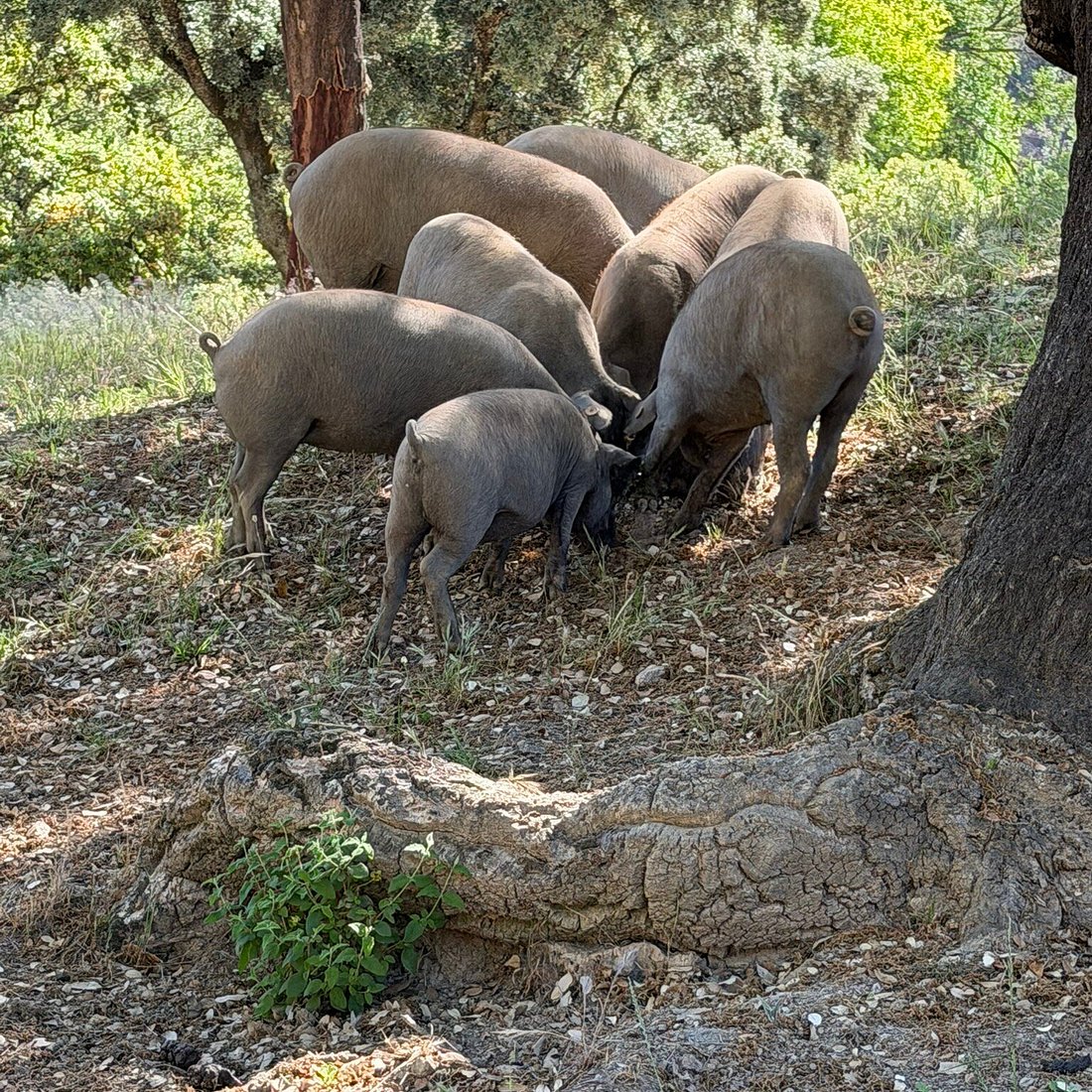 cerdo ibérico