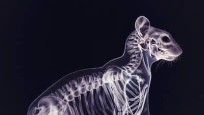 esqueleto animal