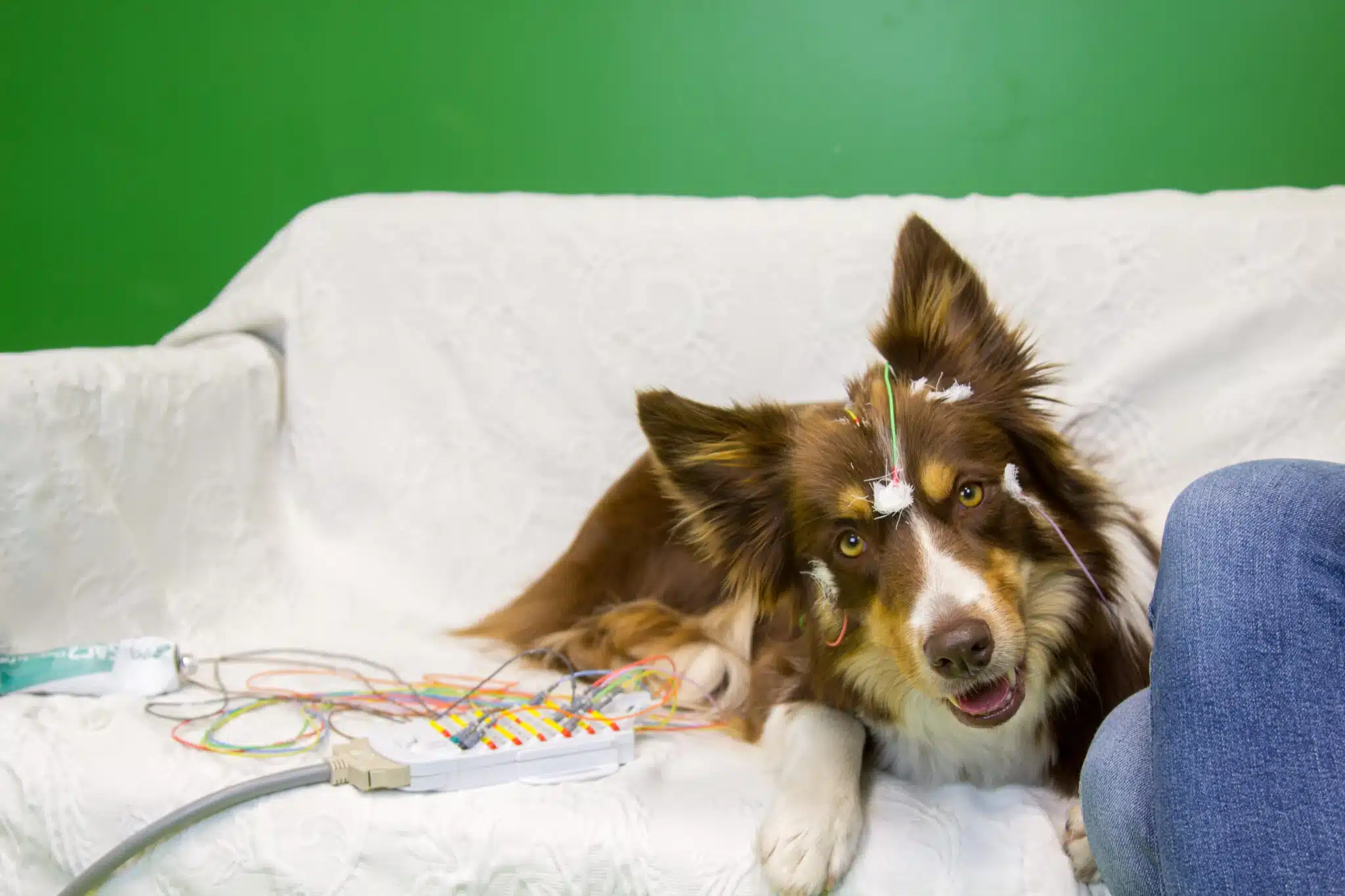 Los perros separan las consonantes que oyen, y eso es algo sorprendente 3 Zeila lleva unos electrodos que sirven para registrar la actividad cerebral de los perros mientras escuchan el habla. (Sarolta Szilágyi)