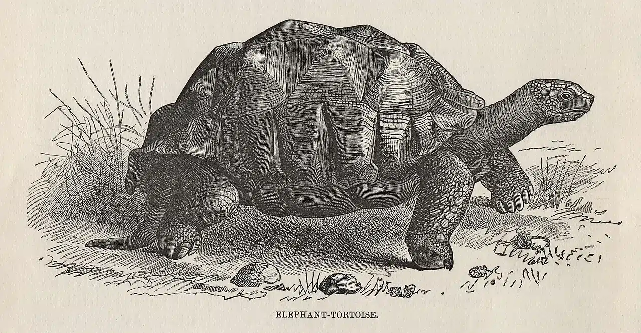 Las tortugas gigantes de las Seychelles iban a extinguirse, pero hay sorpresa 3 Grabado de tortuga elefante. Wikimedia Commons