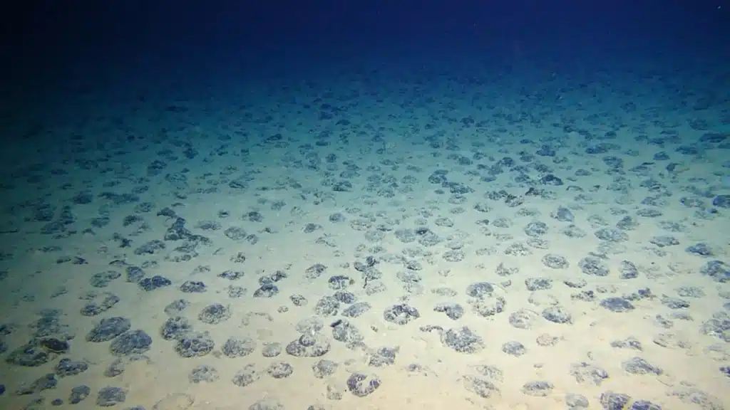 Se han descubierto 12.000 virus nuevos en el fondo del mar, pero el peligro no es para nosotros, es para ellos 1 Nódulos de manganeso en el fondo marino de la zona de Clarion-Clipperton.