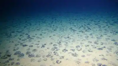 Nódulos de manganeso en el fondo marino de la zona de Clarion-Clipperton.