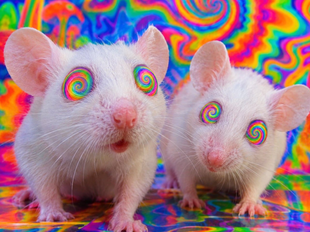 La psilocibina repara el cerebro sin causar alucinaciones.
